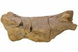 Partial Hadrosaur (Edmontosaurus) Metatarsal (IV) - Wyoming #233813-3